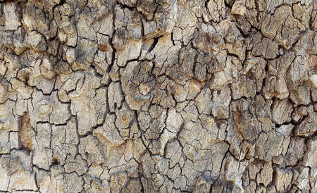 Empty plank wooden wall texture background.の写真素材
