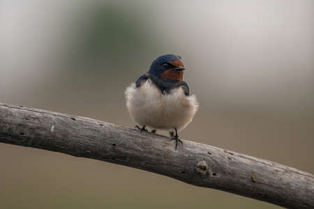Barn Swallow (Hirundo rustica) sitting on the old branch.の写真素材
