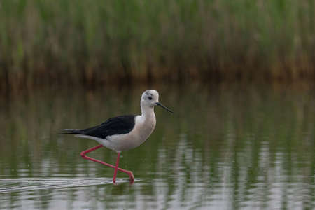 The Black-winged Stilt Common Stilt or Pied Stilt (Himantopus himantopus) is a widely distributed, very long-legged wader in the avocet and stilt family.の写真素材