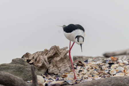 The Black-winged Stilt Common Stilt or Pied Stilt (Himantopus himantopus) is a widely distributed, very long-legged wader in the avocet and stilt family.の写真素材