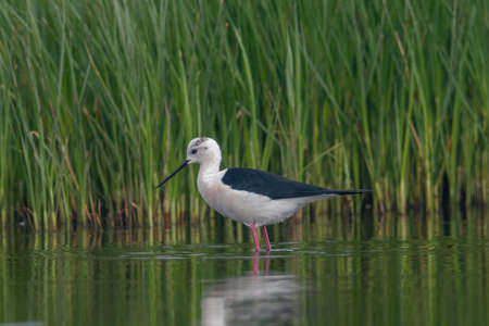 The Black-winged Stilt Common Stilt or Pied Stilt (Himantopus himantopus) is a widely distributed, very long-legged wader in the avocet and stilt family.の写真素材