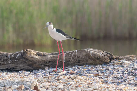 The Black-winged Stilt Common Stilt or Pied Stilt (Himantopus himantopus) is a widely distributed, very long-legged wader in the avocet and stilt family.の写真素材