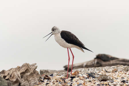 The Black-winged Stilt Common Stilt or Pied Stilt (Himantopus himantopus) is a widely distributed, very long-legged wader in the avocet and stilt family.の写真素材