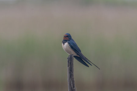 Barn Swallow (Hirundo rustica) sitting on the old branch.の写真素材