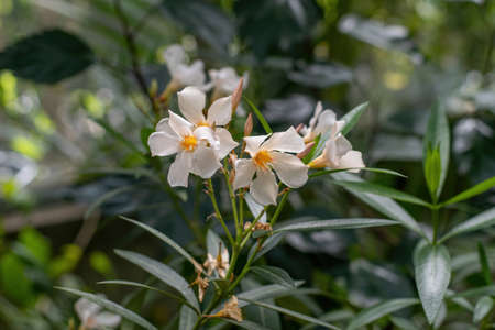 Blooming White Oleander flowers (Oleander Nerium)  close up. Selective focus.の写真素材
