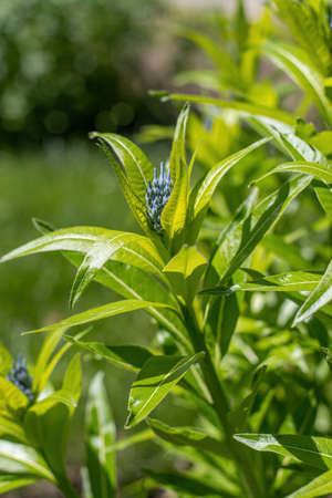 Amsonia hubrichtii, commonly called bluestar, Arkansas amsonia or Hubricht's amsoniaの写真素材