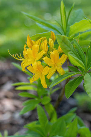 Blossoming yellow Rhododendron (wardii var. puralbum) in Spring.の写真素材