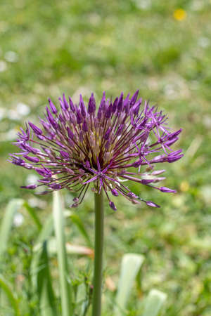 Spherical purple allium flowers. In the Green leaf background, Allium Gladiator is a spectacular giant Onionの写真素材