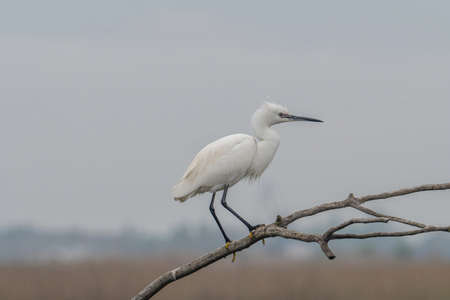 Little egret or Egretta garzetta a small heron perched on branchの写真素材