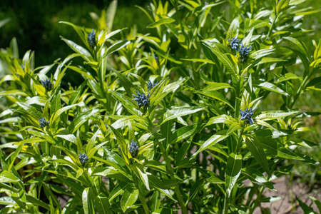 Amsonia hubrichtii, commonly called bluestar, Arkansas amsonia or Hubricht's amsoniaの写真素材