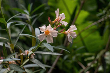 Blooming White Oleander flowers (Oleander Nerium)  close up. Selective focus.の写真素材