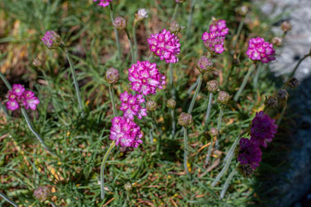 Close up bunch of pink blooming Armeria maritima, commonly known as thrift, sea thrift or sea pink, species of flowering plant in the family Plumbaginaceaeの写真素材