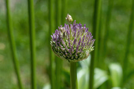 Spherical purple allium flowers. In the Green leaf background, Allium Gladiator is a spectacular giant Onionの写真素材