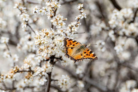 Large Tortoiseshell butterfly, Nymphalis polychloros, feeding on white blossomsの写真素材