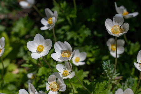 Bright, white flowers Anemone forest (Latin: Anemone sylvestris) grown in the garden. Perennial herbaceous plant Anemone close-up. Shallow depth of field.の写真素材