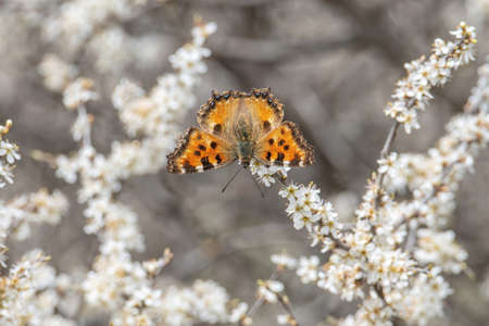 Large Tortoiseshell butterfly, Nymphalis polychloros, feeding on white blossomsの写真素材