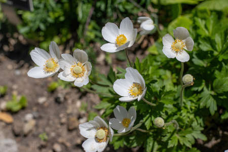 Bright, white flowers Anemone forest (Latin: Anemone sylvestris) grown in the garden. Perennial herbaceous plant Anemone close-up. Shallow depth of field.の写真素材