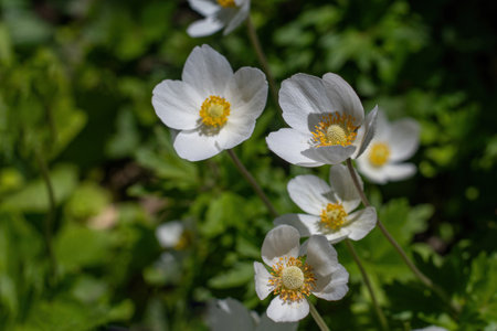 Bright, white flowers Anemone forest (Latin: Anemone sylvestris) grown in the garden. Perennial herbaceous plant Anemone close-up. Shallow depth of field.の写真素材