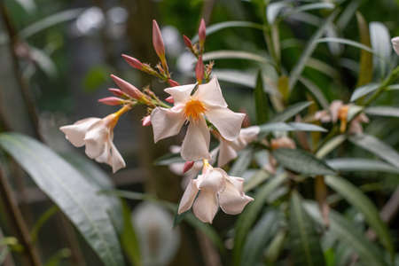 Blooming White Oleander flowers (Oleander Nerium)  close up. Selective focus.