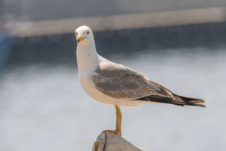 Portrait of yellow-legged gull (Larus michahellis) bird in natural environmentの写真素材