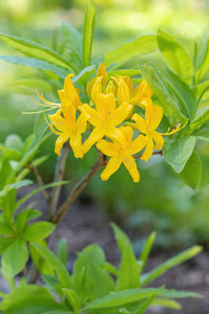 Blossoming yellow Rhododendron (wardii var. puralbum) in Spring.の写真素材