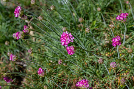 Close up bunch of pink blooming Armeria maritima, commonly known as thrift, sea thrift or sea pink, species of flowering plant in the family Plumbaginaceaeの写真素材