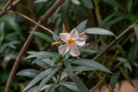 Blooming White Oleander flowers (Oleander Nerium)  close up. Selective focus.の写真素材