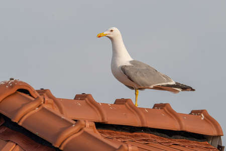 Portrait of yellow-legged gull (Larus michahellis) bird in natural environmentの写真素材
