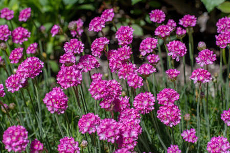 Close up bunch of pink blooming Armeria maritima, commonly known as thrift, sea thrift or sea pink, species of flowering plant in the family Plumbaginaceaeの写真素材