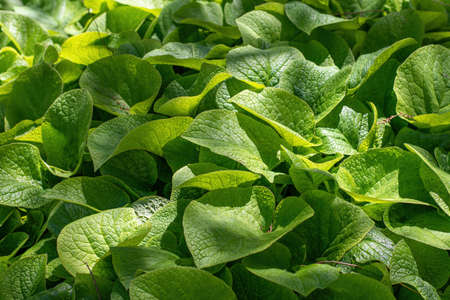 Close up of Trachystemon orientalis, herb of the family Boraginaceae Shallow depth of fieldの写真素材