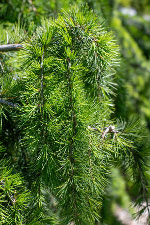 Close up of Atlas cedar branch( Cedrus atlantica)の写真素材