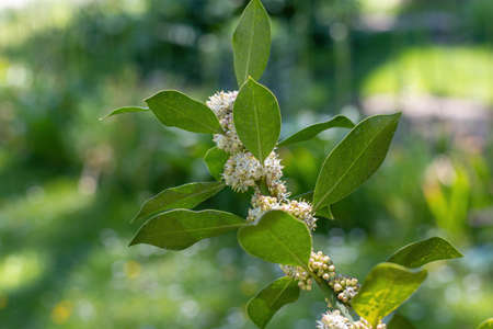 Common Holly branch, Latin name( Ilex aquifolium)の写真素材