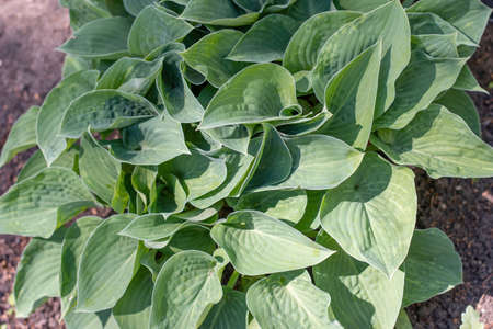 Close up of hosta blue cadet plant.の写真素材