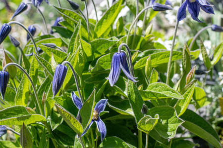 Closeup of a purple clematis flower with a lattice background.の写真素材
