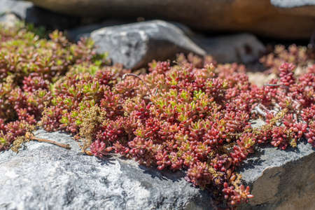 Sedum album coral carpet red succulent plant background. Sedum tetractinum ground covering. Landscaping of garden.の写真素材