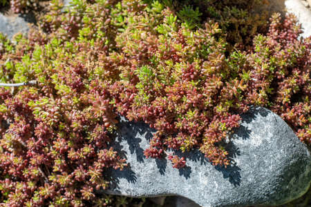 Sedum album coral carpet red succulent plant background. Sedum tetractinum ground covering. Landscaping of garden.の写真素材