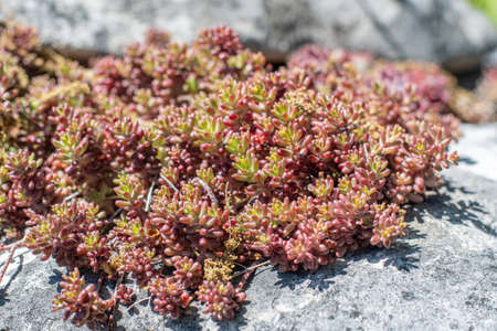 Sedum album coral carpet red succulent plant background. Sedum tetractinum ground covering....