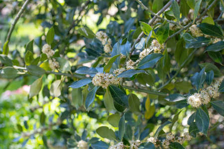 Common Holly branch, Latin name( Ilex aquifolium)の写真素材