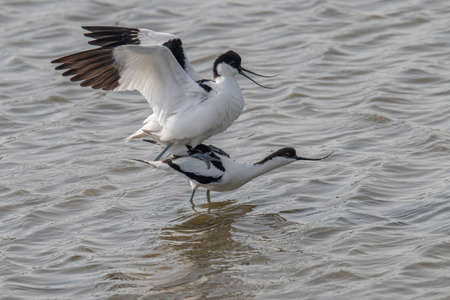 Beautiful pied avocet, Recurvirostra avosetta . Wildlife photoの写真素材