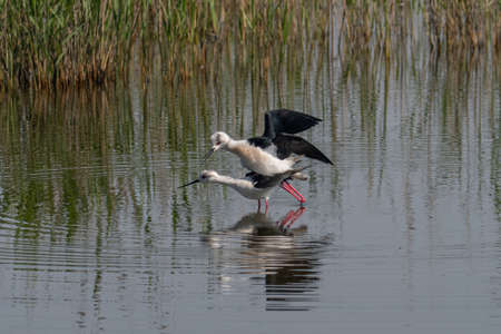The Black-winged Stilt Common Stilt or Pied Stilt (Himantopus himantopus) is a widely distributed, very long-legged wader in the avocet and stilt family.の写真素材