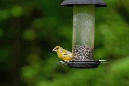 Greenfinches (Carduelis chloris) feed from a bird feederの写真素材