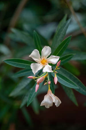 Blooming White Oleander flowers (Oleander Nerium)  close up. Selective focus.