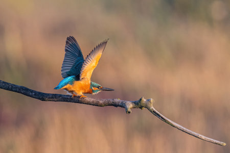 The common kingfisher (Alcedo atthis) also known as the Eurasian kingfisher and river kingfisher sitting on branchの写真素材