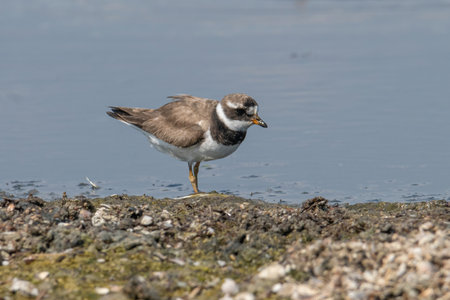 Common ringed plover, Charadius hiaticula foraging along the muddy shoreline.