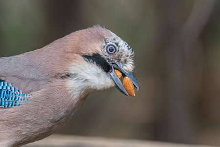 Portrait of standing Eurasian Jay (Garrulus glandarius). Bird in the crow familyの写真素材