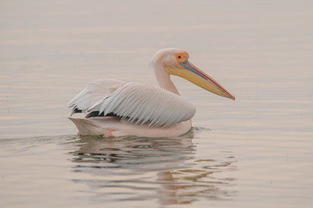 Pink Pelican (Pelecanus onocrotalus) in the wild.Disappearing species of feathered animals.の写真素材