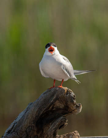 Common Tern (Sterna hirundo)is a seabird in the family Laridae. Wildlife Scene of Nature in Europe