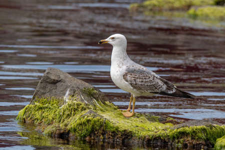 Portrait of Juvenile yellow-legged gull (Larus michahellis) bird in natural environmentの写真素材