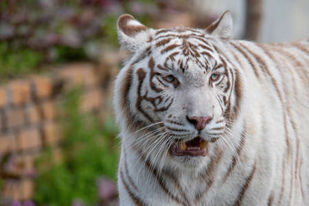 The Amur tiger (Panthera tigris) formerly known as the Siberian tigerの写真素材