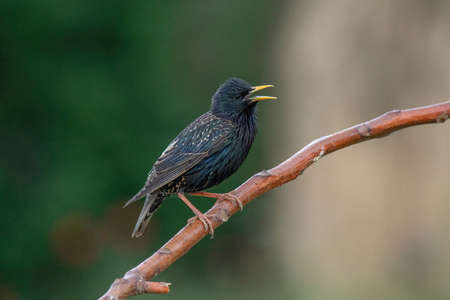 Common Starling (Sturnus Vulgaris) Perching on the Branchの写真素材